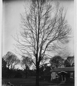 Photograph - Black and white print, Garden View, Unknown