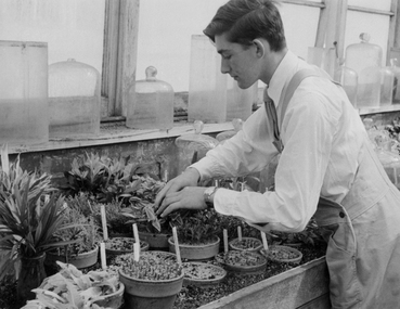 Photograph - Black and white print and CD, Student in Glasshouse, Unknown