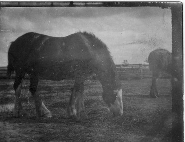 Photograph - Black and white print, Stallion, 1917