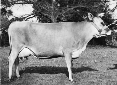 Photograph - Black and white print, W.R. Garrett, Victoria Princess Betty, 1939