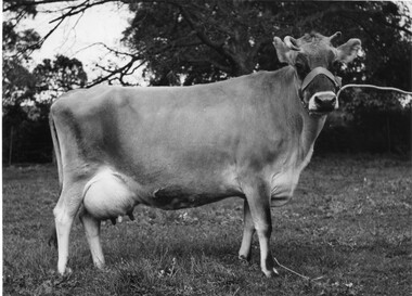 Photograph - Black and white print, W.R. Garrett, Victoria Flirt, c. 1939