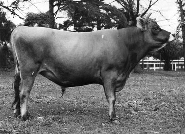 Photograph - Black and white print, W.R. Garrett, Selsey Spotted Prince, 1939