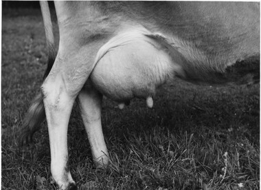 Photograph - Black and white print, W.R. Garrett, Victoria Flirt, 1939
