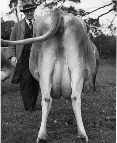 Photograph - Black and white print, W.R. Garrett, Victoria Flirt, c. 1939