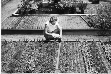Photograph - Black and white print, Information Branch Victorian Department of Agriculture, Seedling Beds in Nursery, C. 1956