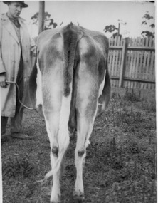 Photograph - Black and white print, Dept pf Agriculture, Victoria, Victoria Fire Flame, Unknown