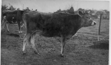Photograph - Black and white print, Dept pf Agriculture, Victoria, Victoria Bright Spark, Unknown