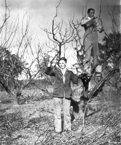 Photograph - Black and white print, Pruning in the Orchard, 1917