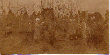 Photograph - Sepia print, Pruning in the Orchard, c. 1917