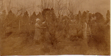 Photograph - Sepia print, Pruning in the Orchard, c. 1917