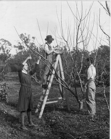 Photograph - Black and white print, Students Pruning in East Orchard May 1917, 1917