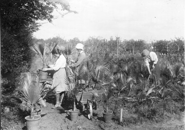 Photograph - Black and white print, Students Planting Palms, c. 1917