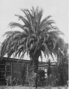 Photograph - Black and white print, Phoenix canariensis Nov 1919, 1919