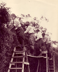 Photograph - Sepia print, Cutting Box Thorn Hedge, 1933-1934