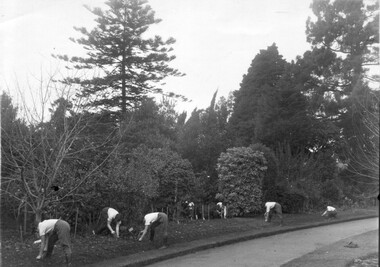 Photograph - Black and white print, The Leader, Planting Out Seedlings, c. 1932