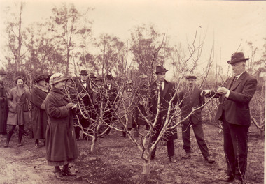 Photograph - Black and white print, C.J. Frazer, Pruning Demonstration, 1922-1923