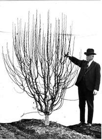 Photograph - Black and white print, The Australasian, Pear Pruning Farrell, 1920-1930