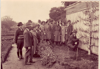 Photograph - Sepia print, C.J. Frazer, Espalier Pear Tree Pruning Demonstration, 1922-1923
