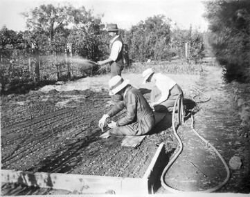 Photograph - Black and white print, Putting Out Seedlings, Unknown