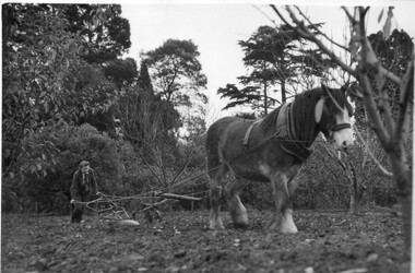 Photograph - Black and white print, Publicity Branch, Department of Agriculture, Victoria, Students at Burnley Neg: 132 Section State Farms Burnley, Publicity Branch Department Of Agriculture, 1940-1941