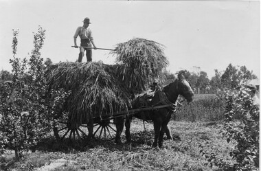 Photograph - Black and white print, Making Hay in the Orchard, 1930's, 1930-1940