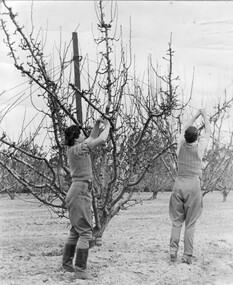 Photograph - Black and white print, Steven Henty, Students in Orchard, 1940-1941