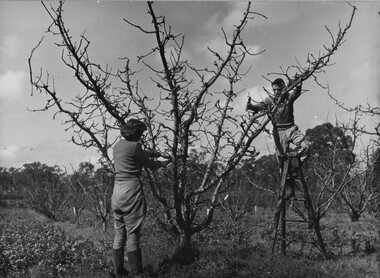Photograph - Black and white print, Students at Burnley Gardens, 1940-1941