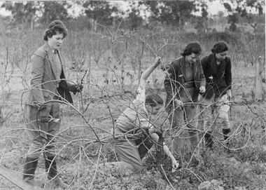 Photograph - Black and white print, Steven Henty, Students Pruning Grape Vines, 1941