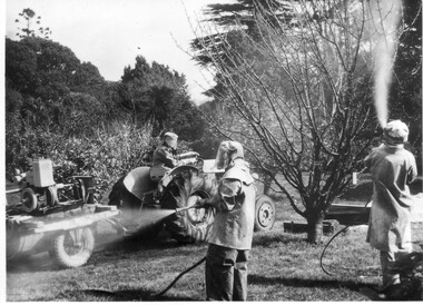 Photograph - Black and white print, Students Spraying Fruit Trees, c. 1967