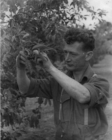 Photograph - Black and white print, Fruit Thinning, 1947
