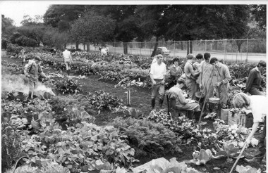 Photograph - Black and white print, Publicity Branch, Department of Agriculture, Victoria, Students Weighing Produce, 1964-1965
