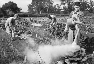 Photograph - Black and white print, Publicity Branch, Department of Agriculture, Victoria, Students Working in the Vegetable Plots, c. 1962