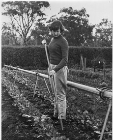 Photograph - Black and white print, Student Working  in Orchard, c. 1948