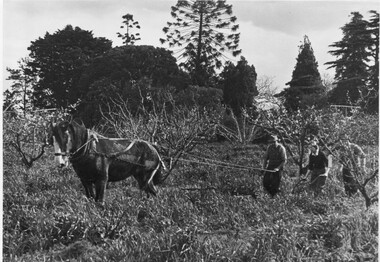 Photograph - Black and white print, Ploughing in Cover Crop, 1949