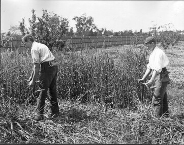 Photograph - Black and white print, Students Using Scythes, Unknown