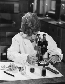 Photograph - Black and white print, Information Branch, Department of Agriculture, Student Using Microscope, 1966-1967