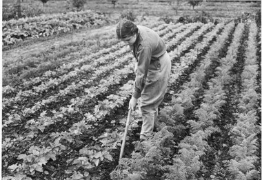 Photograph - Black and white print, Athol Shmith Studio Illustrative Photograhy, Student Using Cultivator, 1943
