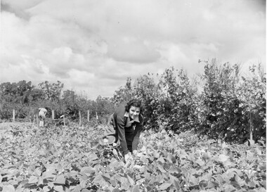 Photograph - Black and white print, Athol Shmith Studio Illustrative Photograhy, Students Working in Vegetable Field, c. 1943