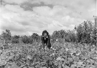 Photograph - Black and white print, Athol Shmith Studio Illustrative Photograhy, Students Working in Vegetable Field, 1943
