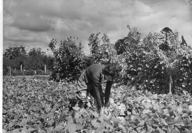 Photograph - Black and white print, Athol Shmith Studio Illustrative Photograhy, Students Working in Vegetable Field, 1943