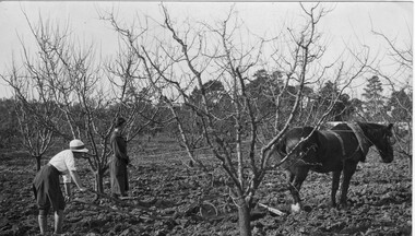Photograph - Black and white print, Students Ploughing in the W. Orchard, 1917