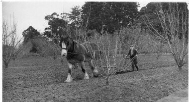 Photograph - Black and white print, A.W. Jessep, A Student Using a Scarifier in the Pear Block, 1940-1941