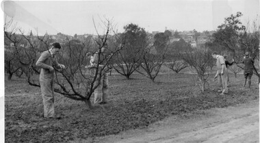 Photograph - Black and white print, Students Pruning Peach Trees, 1940
