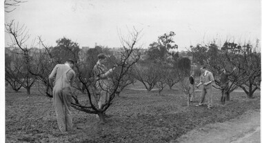 Photograph - Black and white print, Students Pruning Fruit Trees, 1940