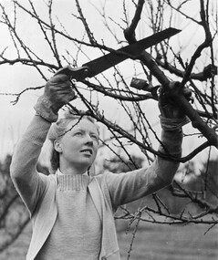 Photograph - Black and white print, Steven Henty, Miss Mactier Pruning Fruit Tree, 1940-1941