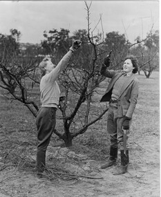 Photograph - Black and white print, Steven Henty, Students Pruning Fruit Trees, 1940- 1941