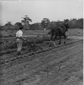Photograph - Black and white print, Student Working in the Orchard, 1950-1951