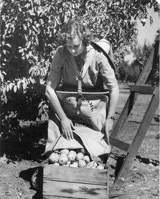 Photograph - Black and white print, Athol Shmith Studio Illustrative Photograhy, Student Picking Pears, 1946-1947