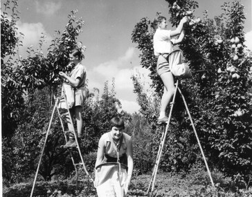 Photograph - Black and white print, Publicity Branch Victorian Department of Agriculture, Students Picking Fruit, 1958-1960
