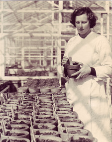 Photograph - Black and white print, Ex-Student Working in Glasshouse at Plant Research Laboratory, 1948-1949